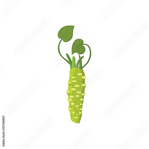 Wasabi. Wasabi root. Wasabi plant with roots and leaves. Traditional asian food condiment. Vector illustration isolated on white background. For template label, packing, web, menu, logo, textile, icon