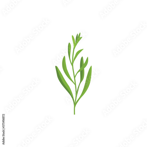 Tarragon (Artemisia dracunculus), also known as estragon