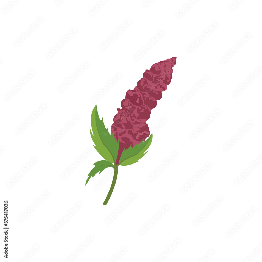 Quinoa. Botanical drawing of quinoa or amaranth plant with blooming