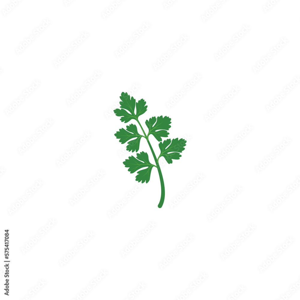 Parsley. Green parsley branch. Parsley branches and leaves. Vector ...