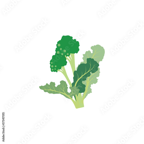 Rapini or broccoli rabe, green cruciferous vegetable. Vector illustration isolated on white background. For template label, packing, web, menu, logo, textile, icon