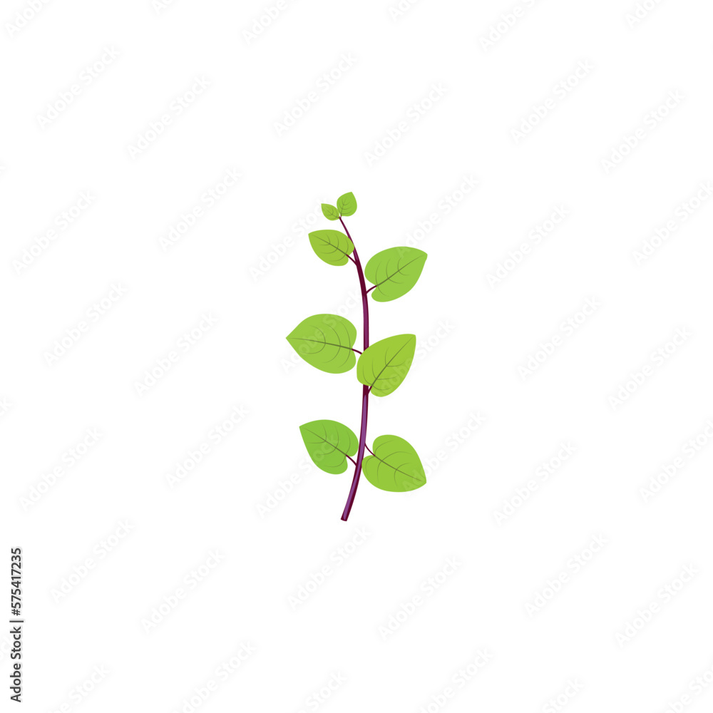 Malabar spinach. Basella alba. Vector illustration isolated on white background. For template label, packing, web, menu, logo, textile, icon Malabar spinach. Basella alba. Vector illustration isolated on white background. For template label, packing, web, menu, logo, textile, icon