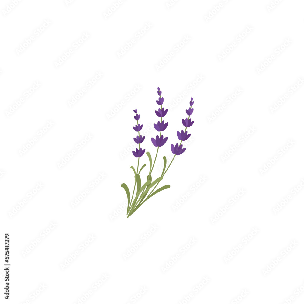 Obraz premium Lavendar. Lavender or Lavandula flower bunch and bud in violet. Ornate fragrance Lavender herb. Blossomed lavander. Vector illustration isolated on white background. For template label, packing, web