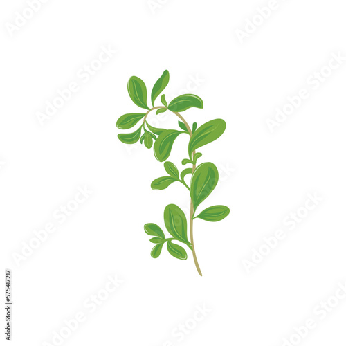 Marjoram. Sweet Marjoram, fragrant garden herb used as seasoning with meats, fowl, stews, soups, omelets. Vector illustration isolated on white background. For template label, packing, web, menu, logo