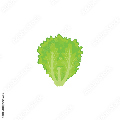 Letuce. Green Lettuce cartoon. Iceberg Lettuce. Vector illustration isolated on white background. For template label, packing, web, menu, logo, textile, icon