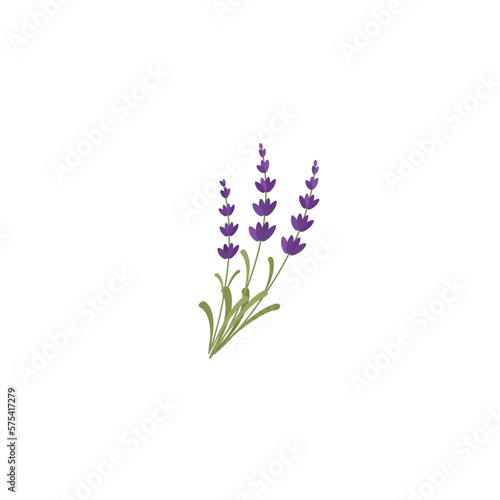 Lavendar. Lavender or Lavandula flower bunch and bud in violet. Ornate fragrance Lavender herb. Blossomed lavander. Vector illustration isolated on white background. For template label  packing  web