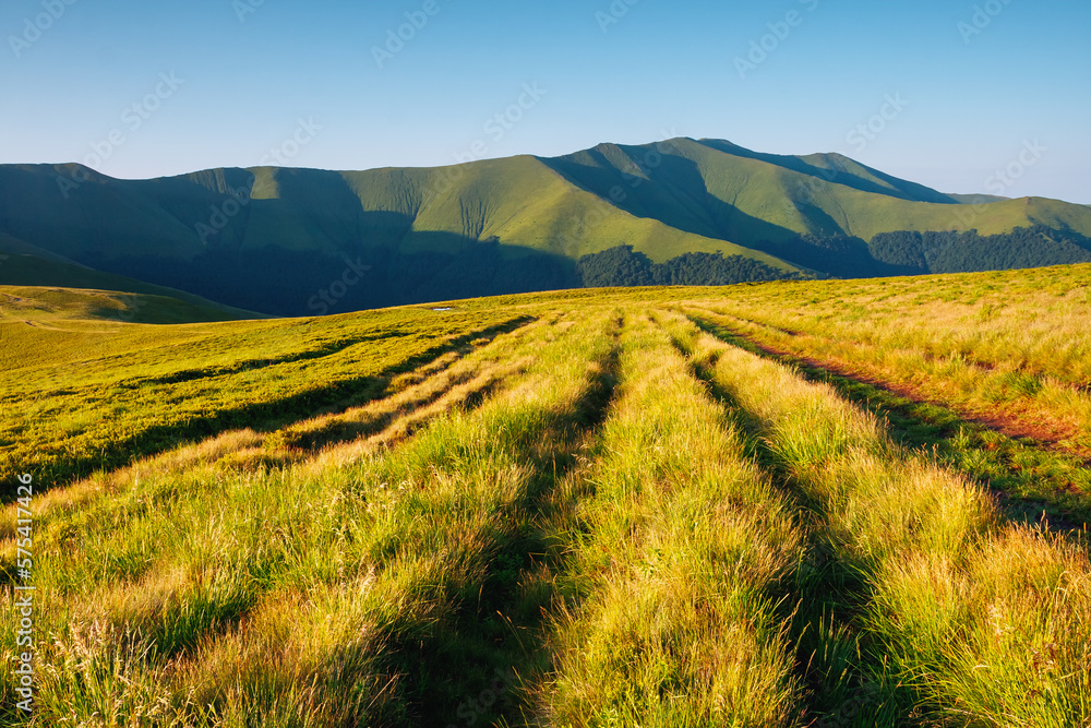 Bright green meadows in a mountainous area on a calm summer day. Carpathian mountains, Ukraine.