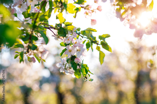 Foto White flowers of a blooming apple tree on a sunny day close-up.