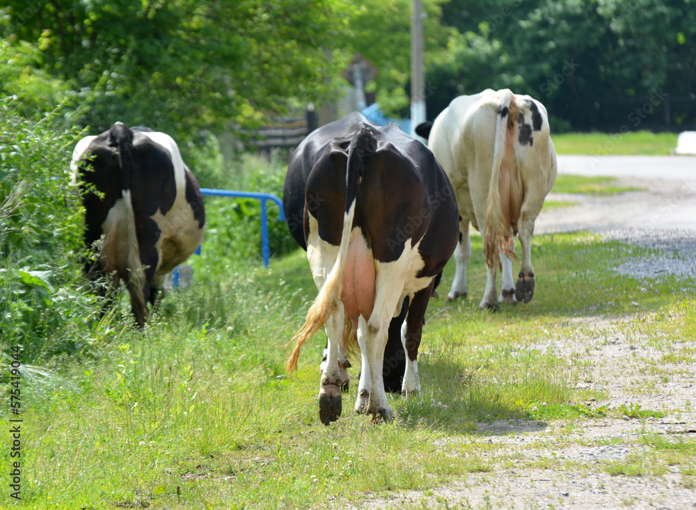 Grazed cows from private farms return home through the village street Grazed cows from private farms return home through the village street