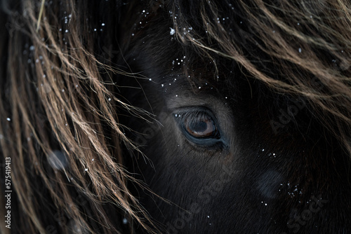 Icelandic horse eye close-up in Iceland with the snow and cold