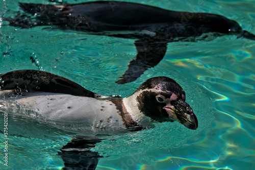 Swimming in the turquoise water, the Humboldt penguin is a medium-sized penguin. It lives in South America, its range mainly includes most of the coast of Peru. Chilean Penguin or Patranka.