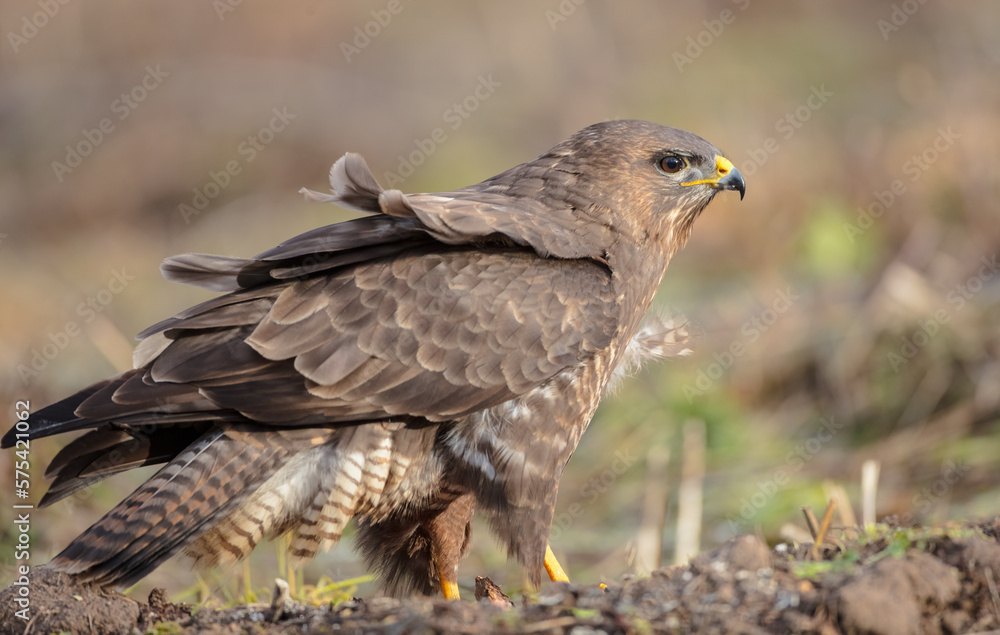 Common Buzzard in winter at a wet forest Common Buzzard in winter at a wet forest