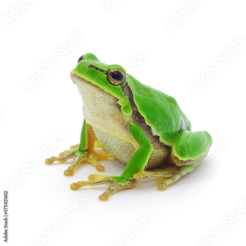 Exotic frog on a white background
