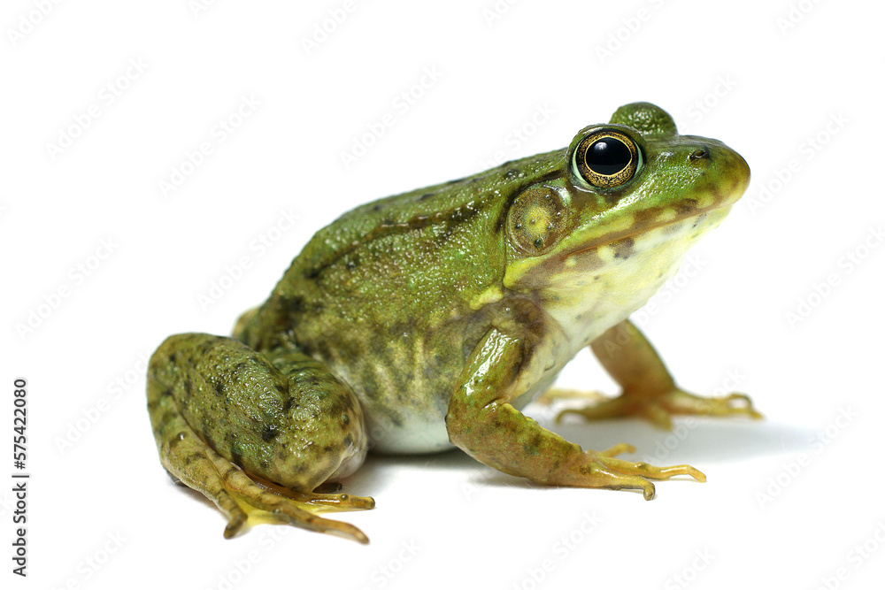 Fototapeta premium Exotic frog on a white background