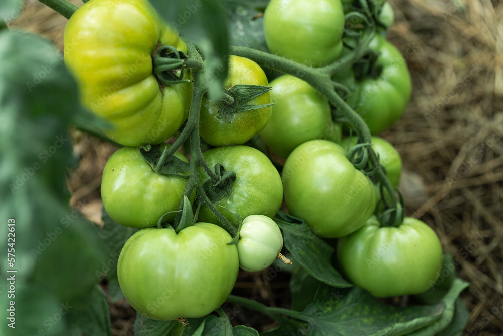 Growing tomatoes in high beds inside a greenhouse. Farming, drip irrigation. Growing tomatoes in high beds inside a greenhouse. Farming, drip irrigation.