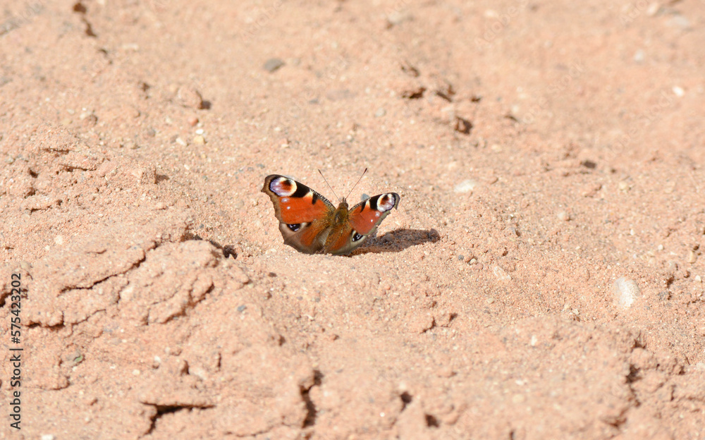 Butterfly on the sand Butterfly on the sand