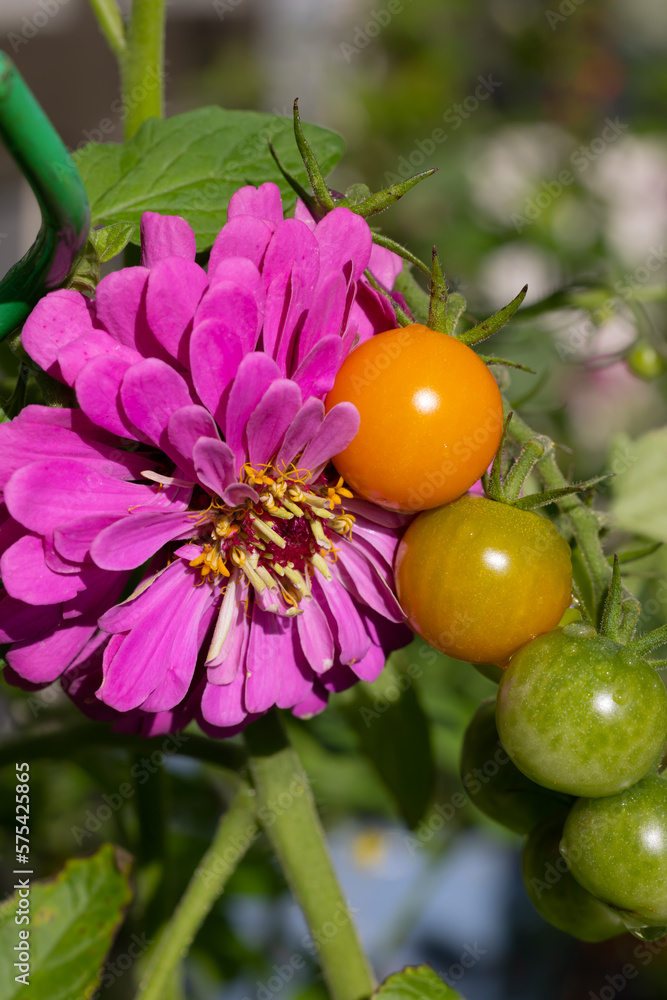 Macro of companion planting giant lilac Benary zinnia with sungold