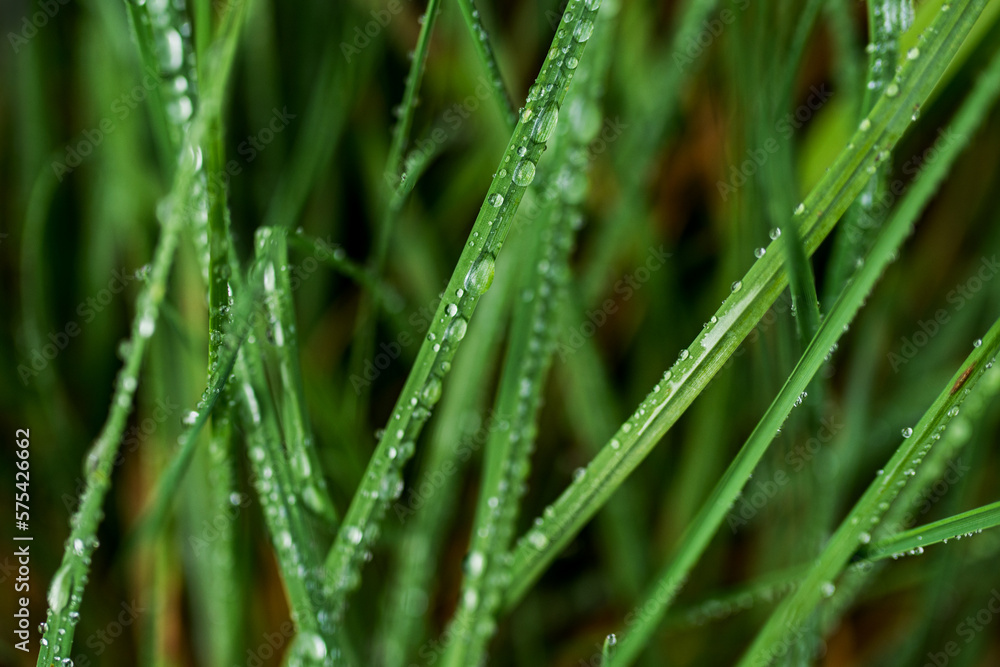 a drop of water on the grass