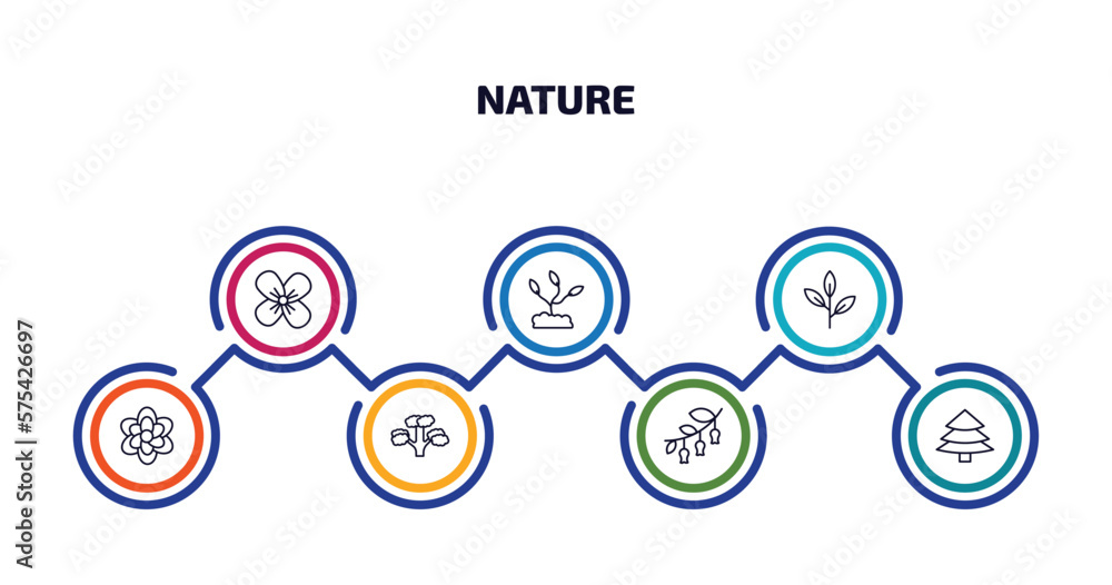nature infographic element with outline icons and 7 step or option. nature icons such as wallflower, grow plant, green tea, anemone, pitch pine tree, hawthorn, red spruce tree vector.
