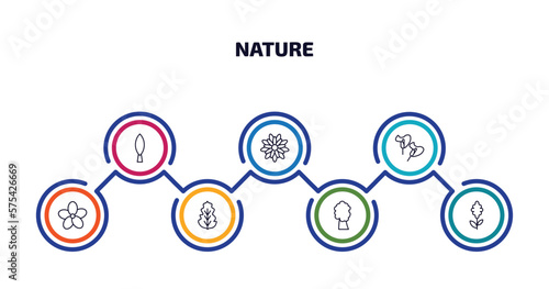 nature infographic element with outline icons and 7 step or option. nature icons such as cypress, gerbera, calla, oleander, peppermint, american chestnut tree, hyacinth vector. photo