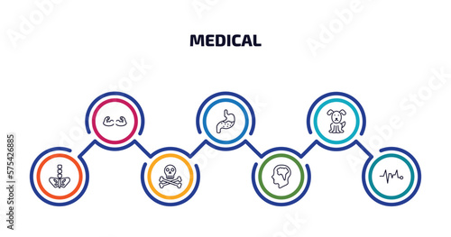 medical infographic element with outline icons and 7 step or option. medical icons such as strong, stoh, canine, pelvic area, skull and bone, brain in bald male head, pulse line vector.