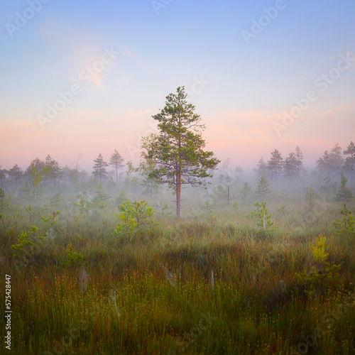 Foggy morning at Yelnya bog