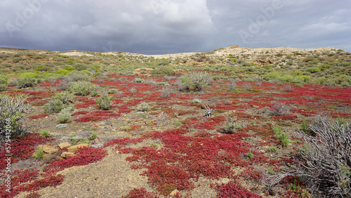 Montaña Pelada natural reserve landscape on a grey clouds background, red succulent plants Crassula vaillantii or Roth, in Tenerife, Canary Islands, Spain  photo