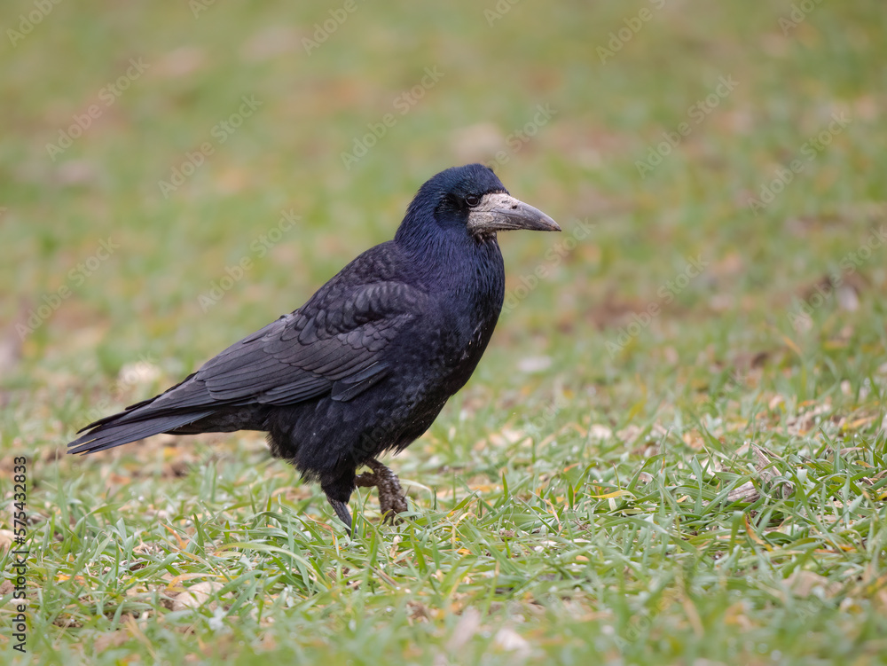 Saatkrähe (Corvus frugilegus)