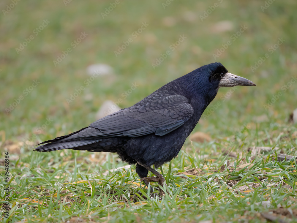 Fototapeta premium Saatkrähe (Corvus frugilegus)