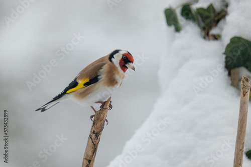 Stieglitz (Carduelis carduelis) im Schnee