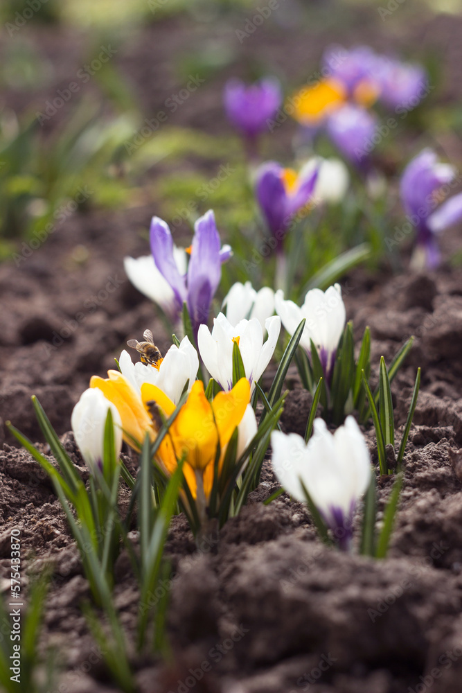 White, purple and yellow crocuses in the garden. One of the first bright spring flowers is pollinated by a bee White, purple and yellow crocuses in the garden. One of the first bright spring flowers is pollinated by a bee