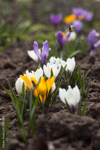 White, purple and yellow crocuses grow in the garden. Some of the first bright spring flowers bloom, background