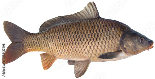 Freshwater fish isolated on white background closeup. The common carp is a fish in the carp family Cyprinidae, type species: Cyprinus carpio 