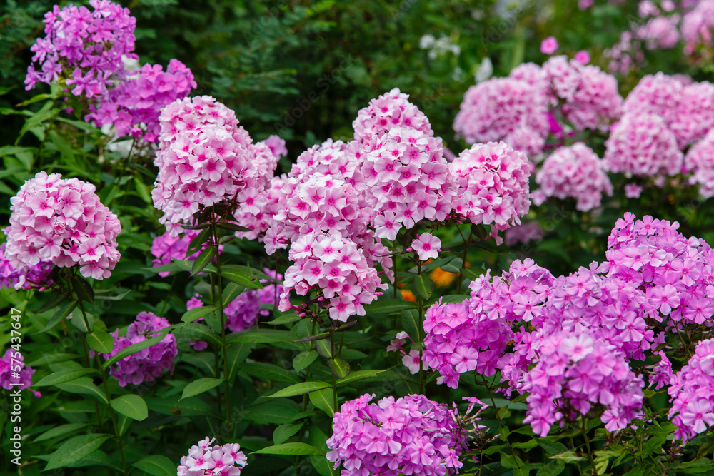 Beautiful blooming Phlox paniculata in garden Beautiful blooming Phlox paniculata in garden