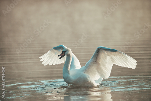 Fototapeta Naklejka Na Ścianę i Meble -  Swan on the Water