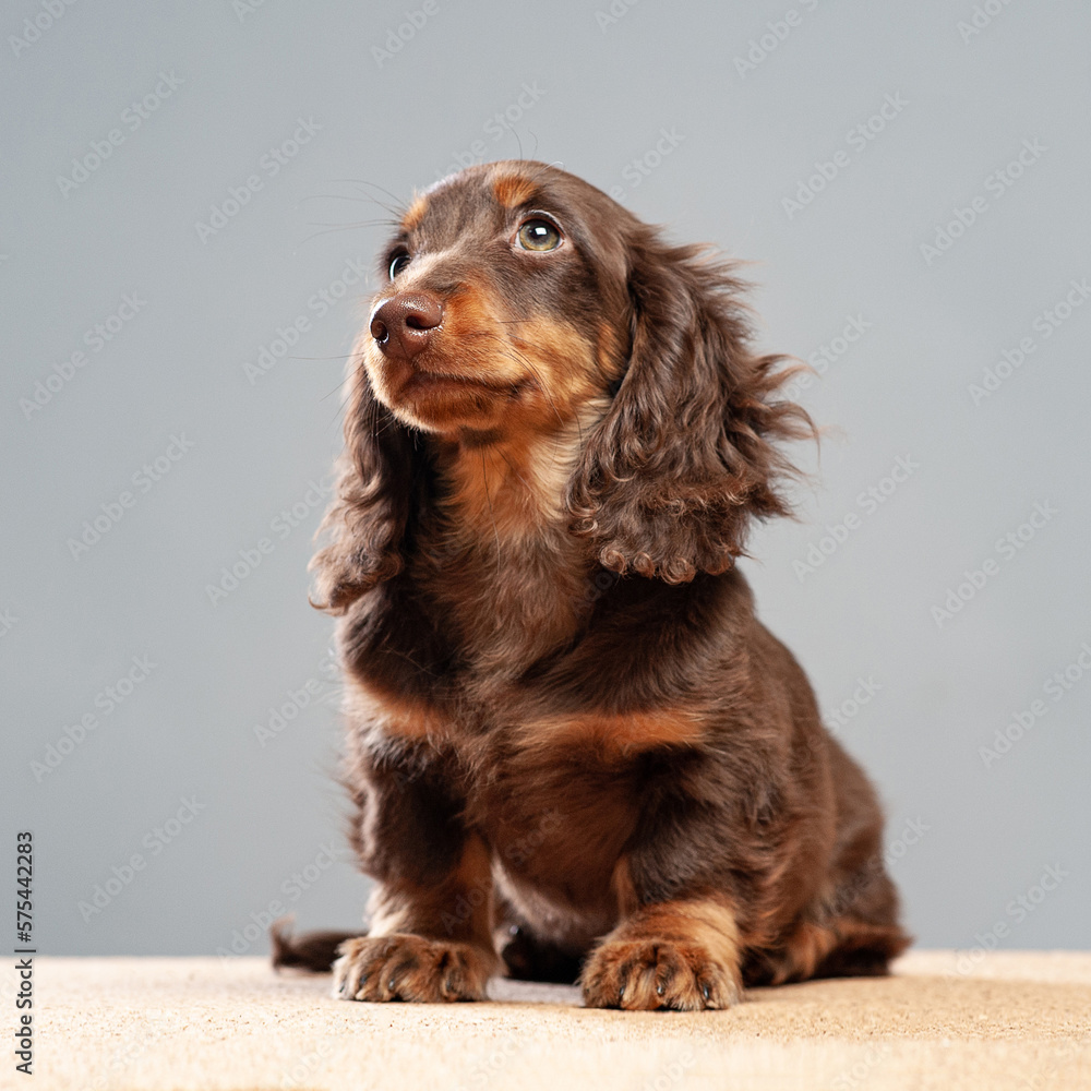 Longhair black dachshund sitting. Portrait of sausage dog. Pet on light grey backgruong studio shot. Cute fluffy puppy smiling