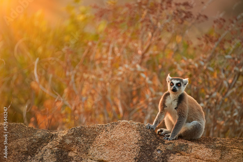 Ring-tailed lemur, Lemur catta, an endangered animal endemic to Madagascar, perched on the edge of a rock, warming from the sun. Wild Madagascar.