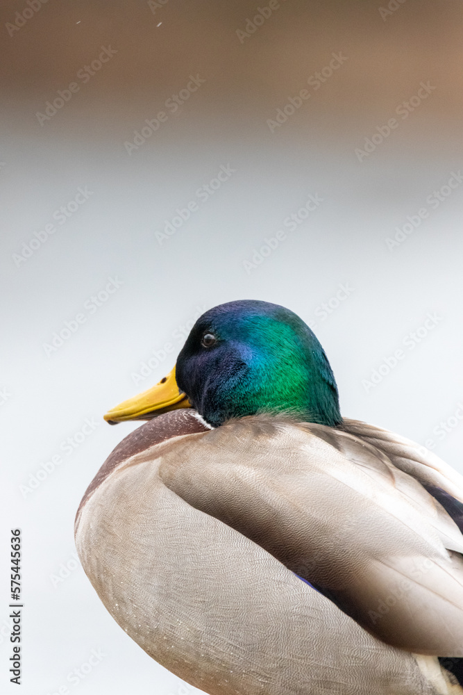 Fototapeta premium close up of Mallard Duck headshot with blur background 
