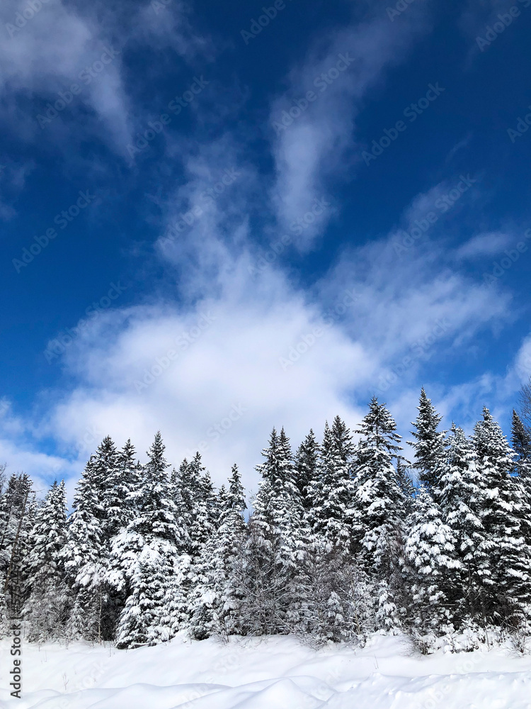 Snow covered trees in beautiful snowy landscape. Snow covered trees in beautiful snowy landscape.