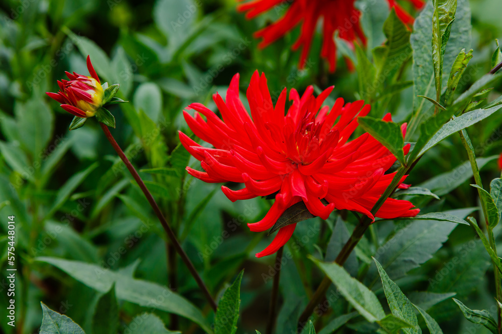 Red flower of Georgina, also dahlia ( lat. Dahlia ) in autumn garden close up Red flower of Georgina, also dahlia ( lat. Dahlia ) in autumn garden close up