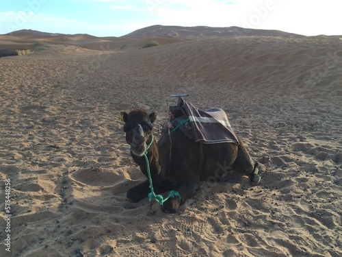 camel in the desert