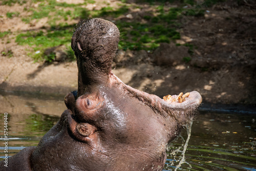 Hippopotamus with mouth open, dangerous dominance warning in water. photo