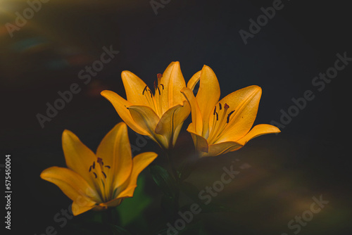 large lily flower on a dark background in the garden on a summer day