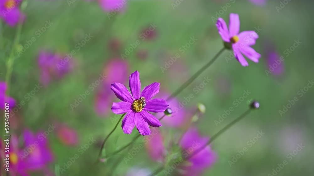 Beautiful pink flowers on sunny day in the green garden. Beautiful pink flowers on sunny day in the green garden.