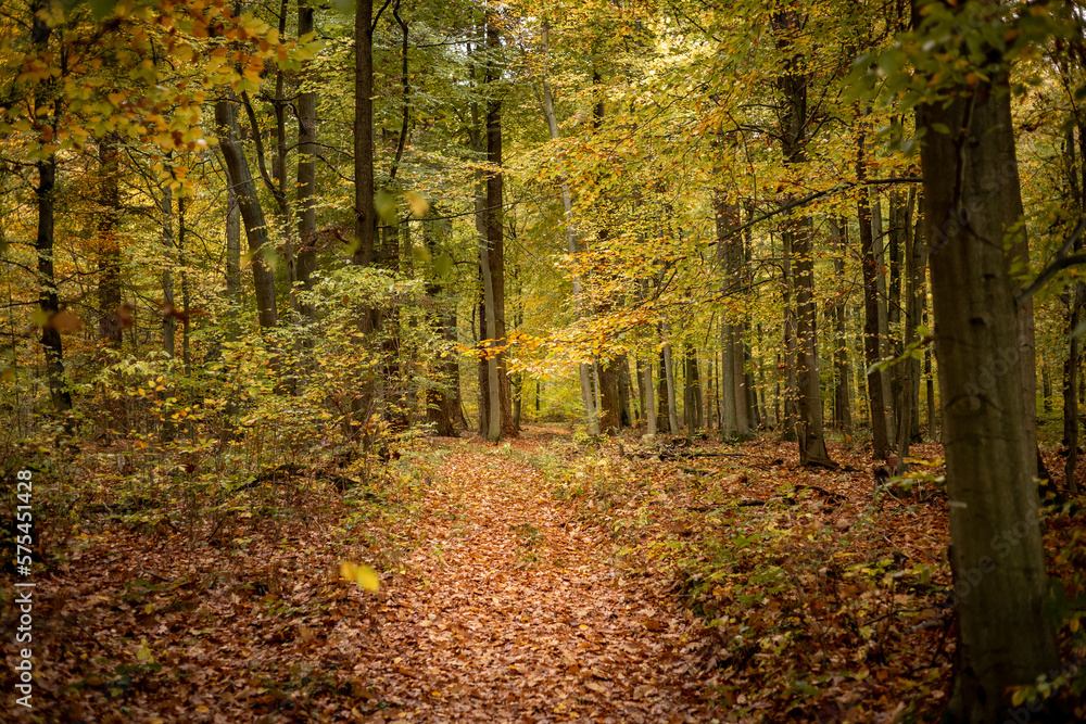 Fototapeta premium path in autumn forest