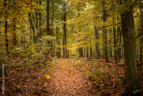 path in autumn forest © Przemyslaw