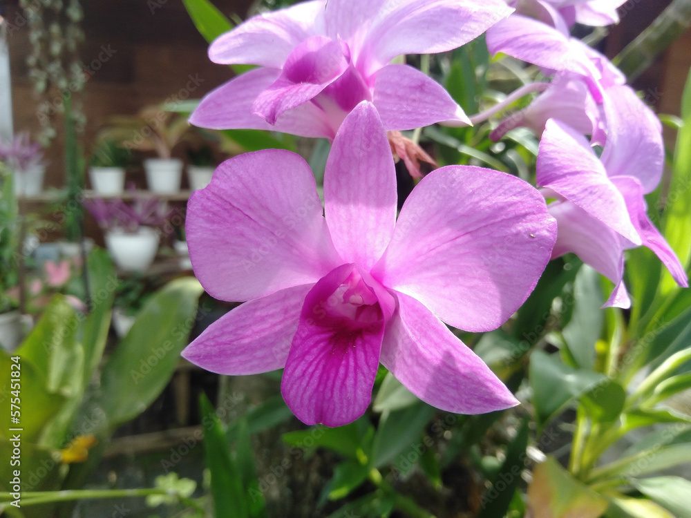 purple orchid in the garden purple orchid in the garden