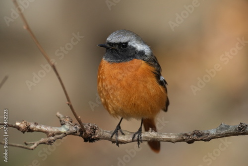 daurian redstart on a branch