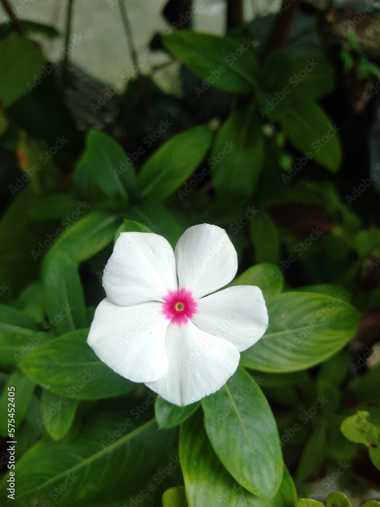 white and pink flowers