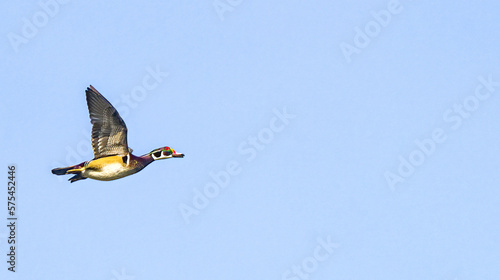male wood duck drake - Aix sponsa - in flight blue sky background with copy space